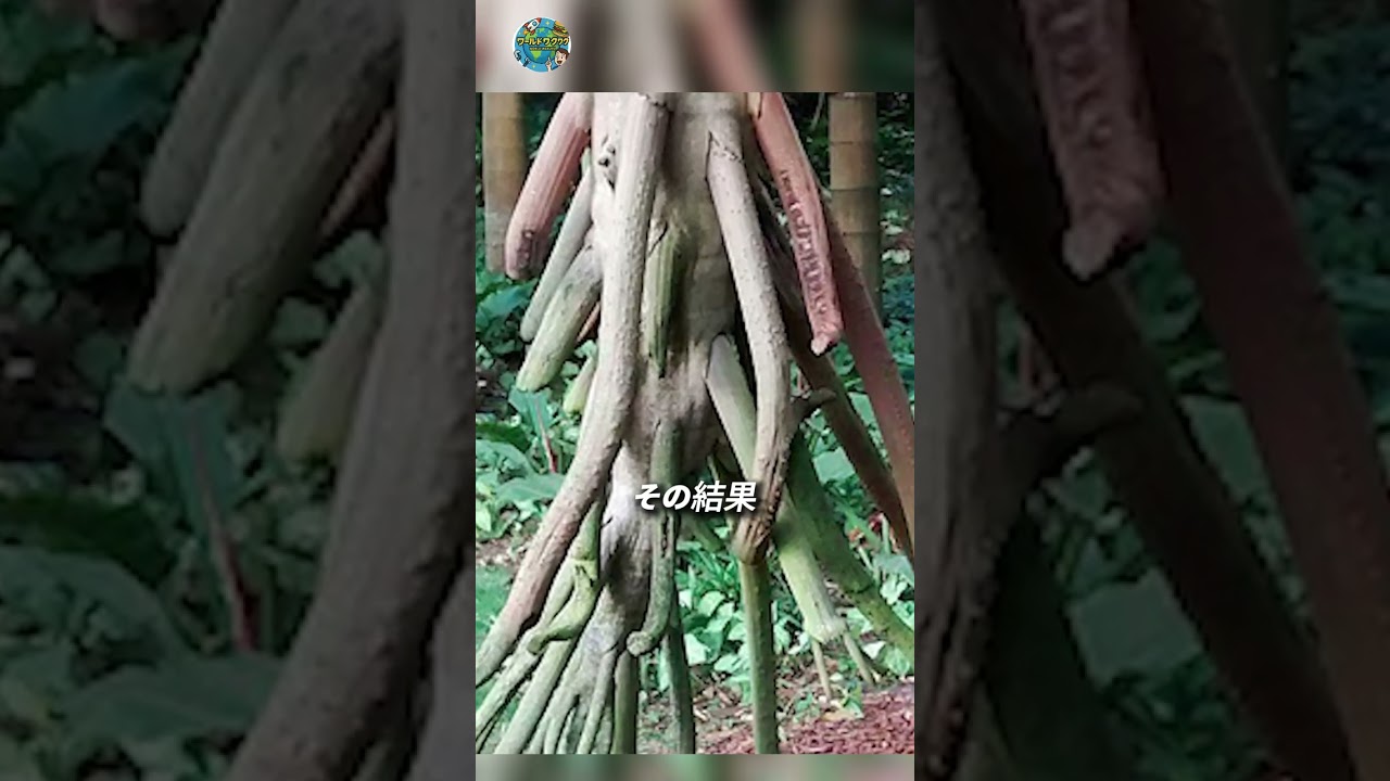 歩く木が存在する！？不思議すぎるヤシの秘密