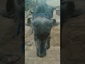 New Jhota Race