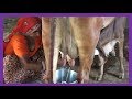 Indian Cow Milking By Village Woman Calf Feeding How To Milk The Cow HD Video