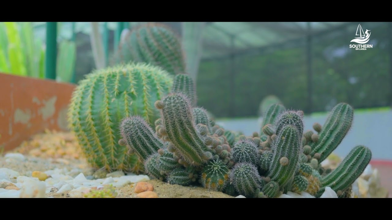 Discover the enticing highlights of Mirijjawila Botanical Garden.