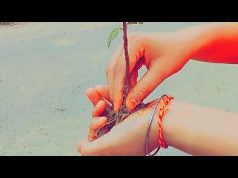 Planting a tree 🌲||Nature's love||#save  environment||SHREYA FOR YOU||