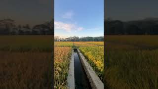 Download lagu LIHAT SUNRISE DI PEMATANG SAWAH | HALU STORY #shorts  #storyhalu #storyig #storywa mp3