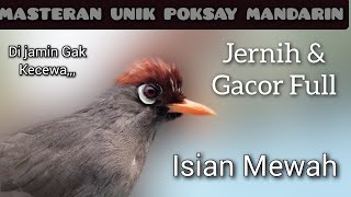 Download lagu Masteran Unik Poksay Genting Anda Langsung Ngecass Ngeplong,Pancingan Ngekek Panjang,isian Mewahnya mp3 Download lagu Masteran Unik Poksay Genting Anda Langsung Ngecass Ngeplong,Pancingan Ngekek Panjang,isian Mewahnya mp3