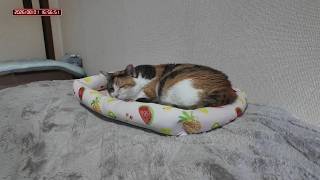 三毛猫フミちゃん　 LIVE配信　2026年8月1日　calico cat　(LIVE stream)