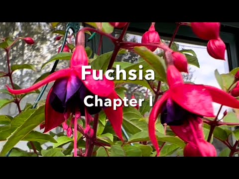 Fuchsia Pre-Bonsai: Chapter I