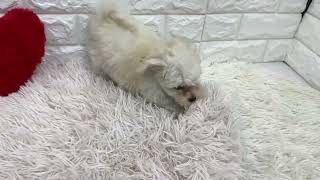 ハーフ犬の動画01