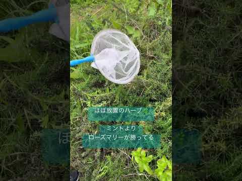  2023年9月に植える芳香ハーブ：秋にはこの5つの植物が庭に咲き誇ります  庭園