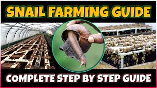 Snail Farming: A Beginner