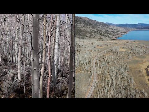 ‘Trembling Giant’ Clone May Be the Oldest Organism on Earth