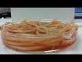 Adult Roundworms