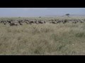 Lion Taking Down A Wildebeest