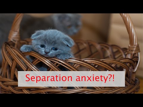 Do mother cats miss their kittens after separation?