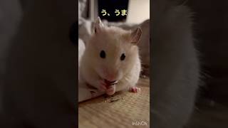 ちるのもぐもぐたいむ🐹🌻#kawaii #ハムスター #japan #癒し #キンクマ #かわいい #pets #可愛い #ペット #cute #follow #ひまわり #もぐもぐタイム
