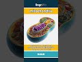 mitochondria - tiny parts inside cells that... video thumbnail