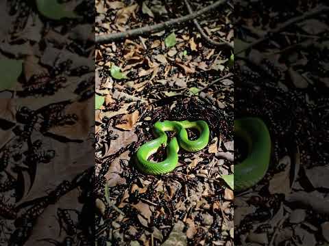 Ants Attack Snake, But Snake Strikes 🐍