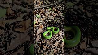 Download lagu Ants Attack Snake, But Snake Strikes 🐍 mp3