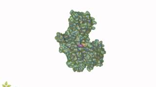 Enzyme Substrate Complex