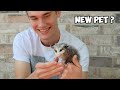 Taming A Baby Opossum In 3 Days
