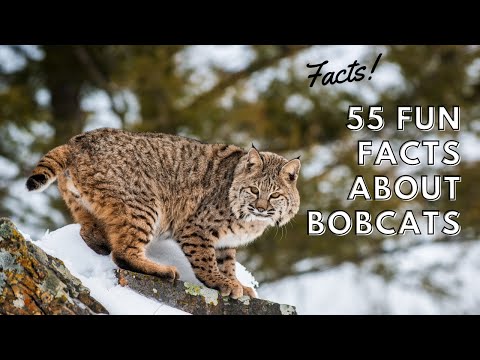 Interesting & Fun Facts About Bobcats That You Didn't Know