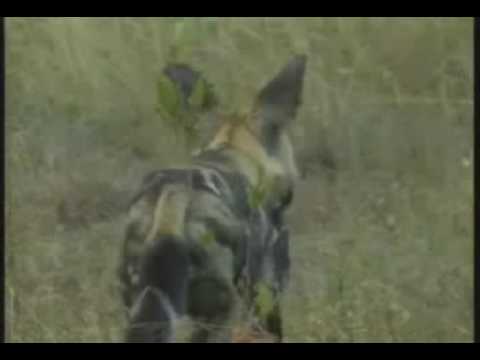 WILDEARTH DJUMA AFRICAN WILD DOGS