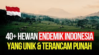 Download lagu 40 Hewan Endemik 🇮🇩 (Hanya Ditemukan di INDONESIA) mp3 Download lagu 40 Hewan Endemik 🇮🇩 (Hanya Ditemukan di INDONESIA) mp3