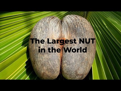 The Largest NUT in the World!