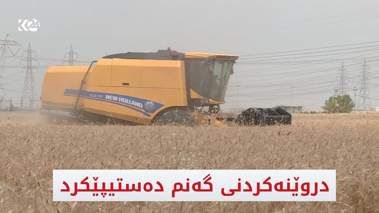 ڤیدیۆ | لە زۆرینەی ناوچەکانی هەرێمی کوردستان دروێنەکردنی گەنم دەستیپێکردووە