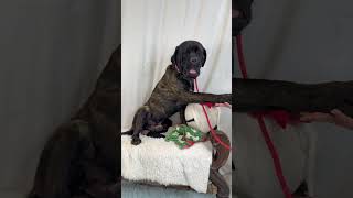 Video preview image #1 Mutt Puppy For Sale in Goodyear, AZ, USA