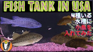 Fish Tank in USA 4種類の魚を飼育している水槽に小魚入れてみた