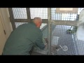 Man Goose Odd Couple Update