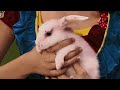 Hi 5 Fely Makes A Place For Her Grandma S Rabbit