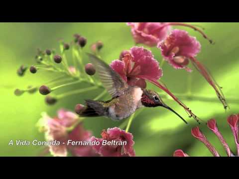 A Vida Convida - Fernando Beltran - CD Soluar