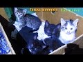 Funny Kittens Hissing