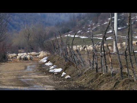 Naša priča ep. 345 07.04.2022. Stočari sa Peštera