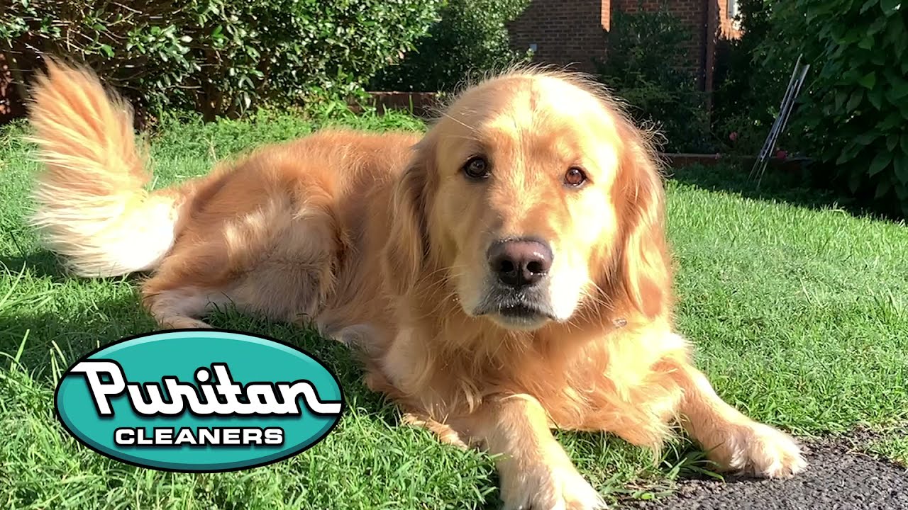 Puritan Cleaners Home Delivery