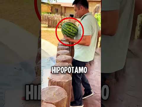 O segundo hipopótamo chegou sem avisar 🦛