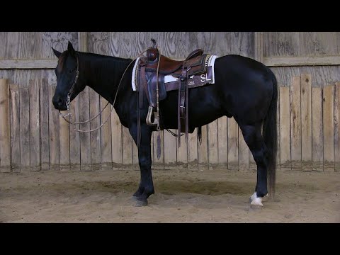 STEP BO PEP Indoor Riding Arena and Saddling Video