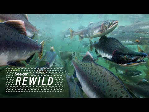 在線約會可以拯救科霍鮭魚 (Online Dating Could Save Coho Salmon)