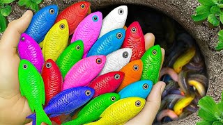 Catch beautiful aquarium fish in small pond baby turtles, eel, frog, pencil fish, crab, nemo fish.