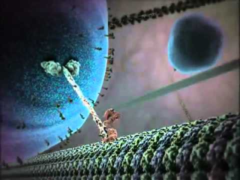 Das Innenleben einer Zelle - Harvard Universität