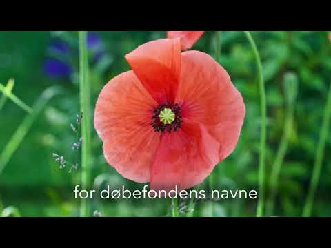 Guds nåde er en vintergæk