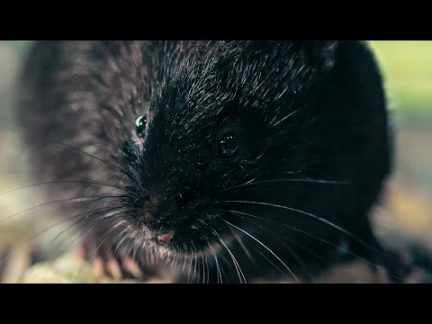 Water Vole's Perilous Journey | Big Little Journeys | BBC Earth