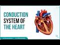 Conduction System Of The Heart Sinoatrial Node AV Node Bundle Of His Purkinje Fibers Animation