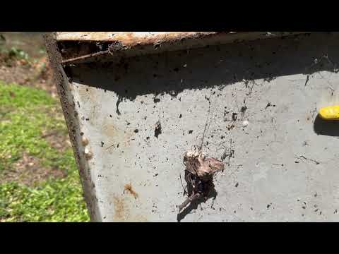 Ants Colonizing Near the Basement in Holmdel, NJ