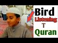 Bird Listening To Quran SubhanAllah