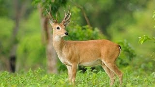 RESIDENTS ALARMED AS THOUSANDS OF DEER FOUND DEAD IN INDIANA (OCT 16, 2012)