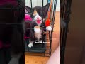 Funny Tuxedo Cats Shortvideo Funny Petschannel Cat Petchannel Yourcat Funnycats