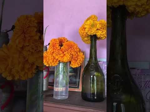 Dashain vibes #marrigold #homegrown #flower