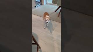 Video preview image #1 Beagle Puppy For Sale in Dunnellon, FL, USA