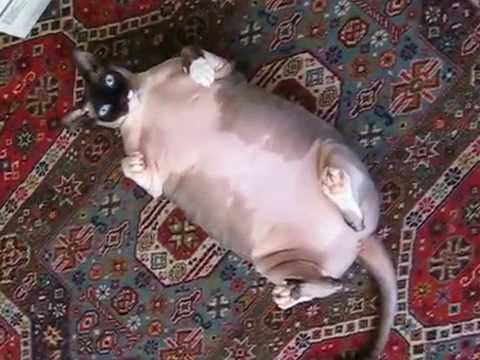 Fat Sphynx